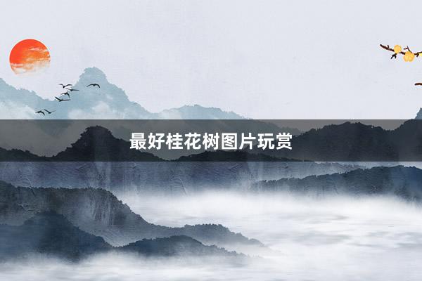 最好桂花树图片玩赏